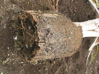 �����甲���������i�h���Z�i�E�R���V���l�j