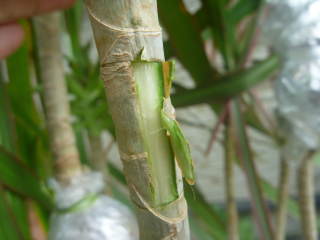 �h���Z�i�E�R���V���l�̎��؁i�؂ꍞ�݁j