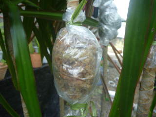 �h���Z�i�E�R���V���l�̎��؁i�r�j�[���ŕ����j