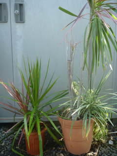 �h���Z�i�E�R���V���l�̎��،�