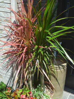 �������Ɋ��ꂽ�t�̌����R���V���l