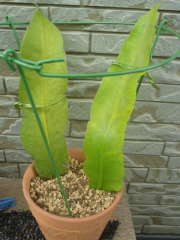 �������l�̑}����