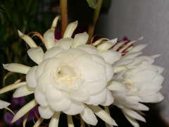 �������l�̊J��