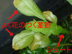 �������l�̌s�߂ƃV���[�g