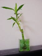 �~���I���o���u�[