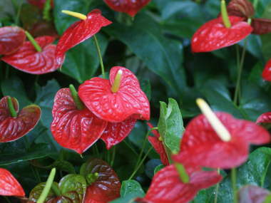 �A���X���E��