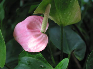 �A���X���E���i�s���N�j