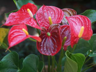 �A���X���E��