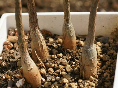 ��傷��c�̍����i�{�g���c���[�j