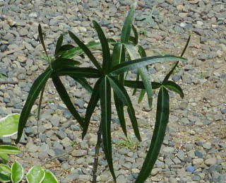 �u���L�L�g���E���y�g���X�̗t