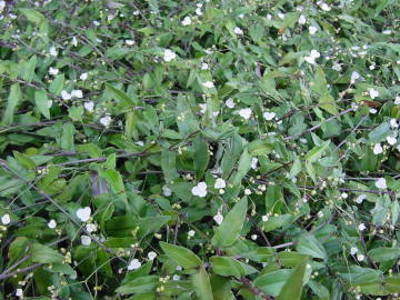 �u���C�_���x�[��