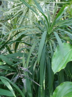 �R���f�B���l�E�X�g���N�^