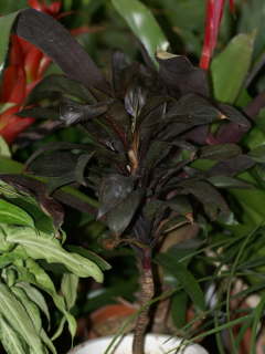 �R���f�B���l�E�t���e�B�R�T '�J���o�u���b�N'