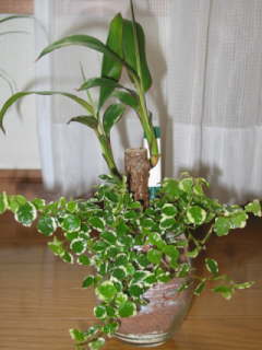 �R���f�B���l�E�t���e�B�R�T�̃n�C�h���J���`���[