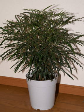 �A�����A�i�f�B�W�S�Z�J�j�̔��A��