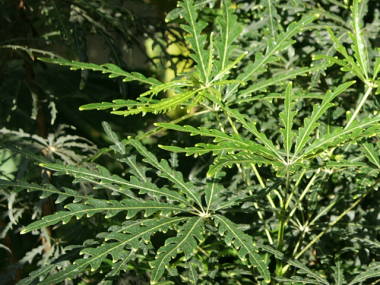 �A�����A�i�f�B�W�S�Z�J�j