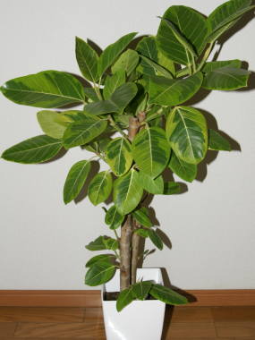 �t�B�J�X�E�A���e�B�V�[�}�̎ʐ^