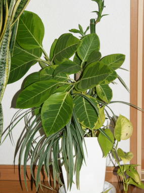 �t�B�J�X�E�A���e�B�V�[�}�̊񂹐A��