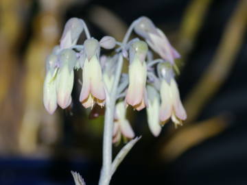 �s�����̉�