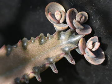 �s�����̎q