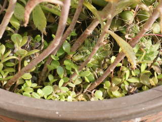 �s�����i�����Ɏq�������đ�����j