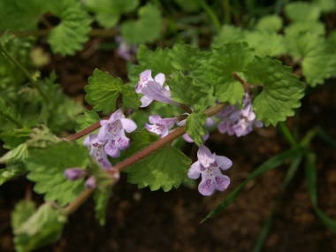 �O���R�}�̉�