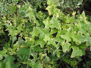 �w�f���i�A�C�r�[�j