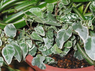 �w�f���E���g���v���`�i