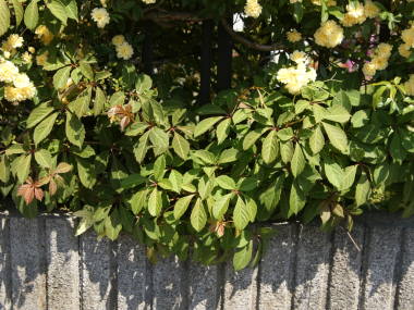 �w�����[�d�^