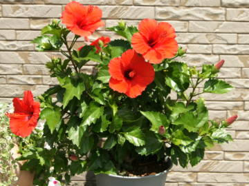 �n�C�r�X�J�X