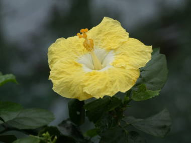 �n�C�r�X�J�X�i���F�j