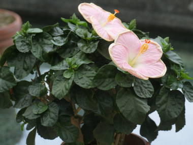 �ۂ��t�̃n�C�r�X�J�X