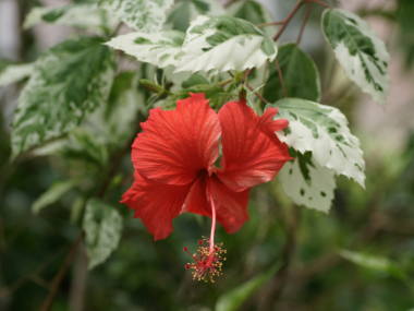 ������n�C�r�X�J�X