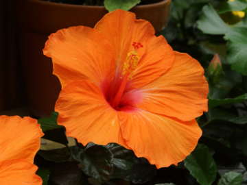 �n�C�r�X�J�X