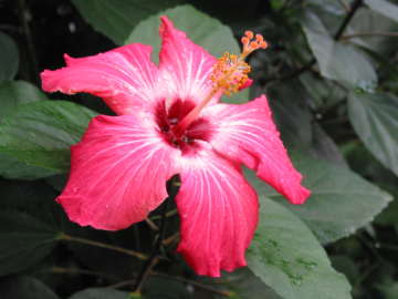 �n�C�r�X�J�X