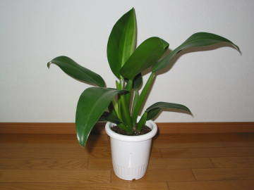 �z�e�C�J�Y��