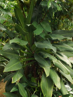 �������ēo��z�e�C�J�Y��