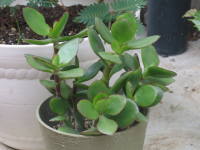 �}���؂��ĂP�N�o�����c�i���̂Ȃ�؁j