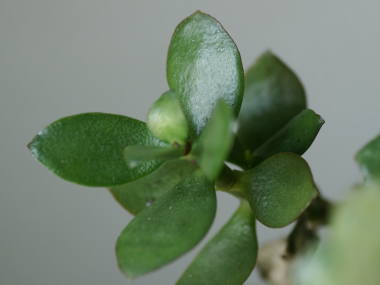 �t�i���̂Ȃ�؁j