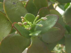 ���̂Ȃ�؂��Q