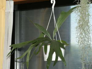 �R�E���������i�r�J�N�V�_�j�̔��A��