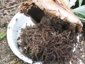 �R�E���������i�r�J�N�V�_�j�̐A���ւ�