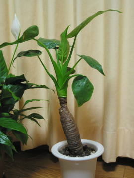 �V�}�N���Y�C��