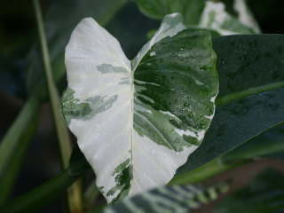 �����̃N���Y�C��