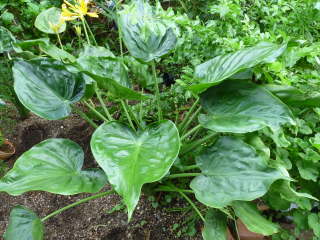 �V�}�N���Y�C��