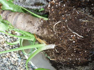 ���������q���i�N���Y�C���j