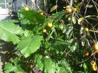 �N���Y�C��