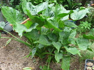 �V�}�N���Y�C��