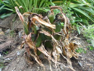 �~�͗t���͂��i�N���Y�C���j