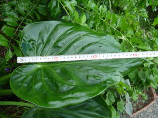 �V�}�N���Y�C���̗t